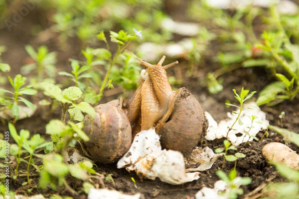 Fototapeta Mollusk snails with brown striped shell
farm, growth, snail, helix, cuisine, delicatessen, escargot, molluscs, businessm cuisine