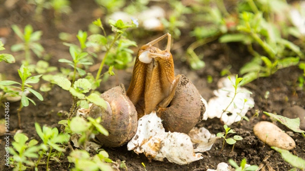 Fototapeta Mollusk snails with brown striped shell
farm, growth, snail, helix, cuisine, delicatessen, escargot, molluscs, businessm cuisine