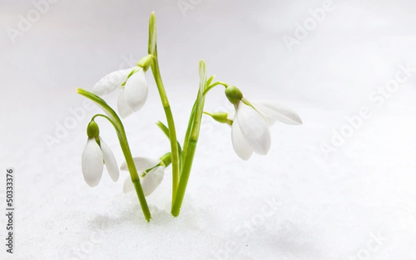 Fototapeta snowdrop flower