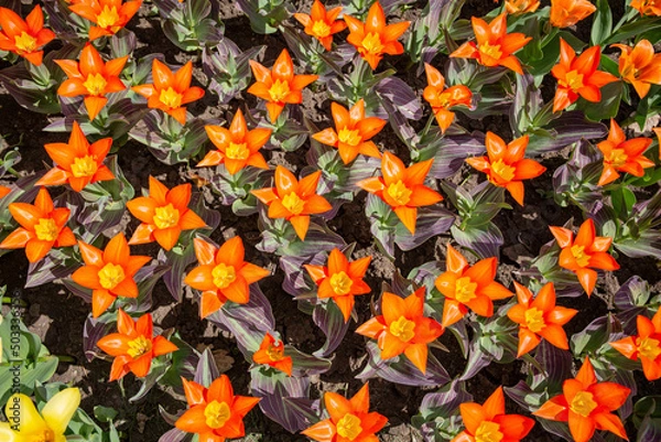 Obraz Orange tulips called 'Juan'