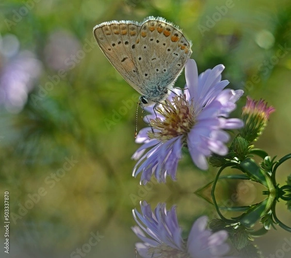 Obraz butterfly on flower