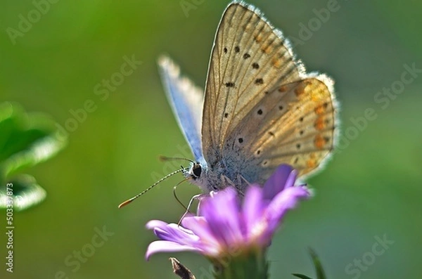 Obraz butterfly on a flower