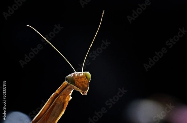 Obraz praying mantis on a black background