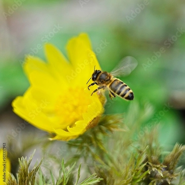 Obraz bee on yellow flower