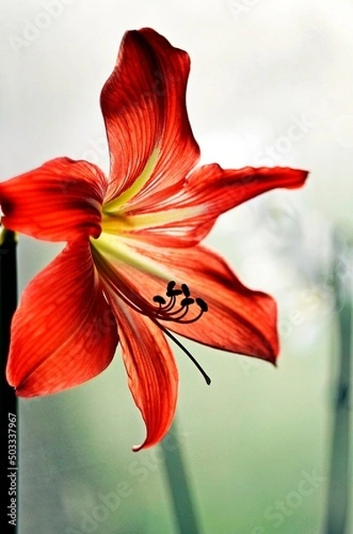 Obraz red lily flower