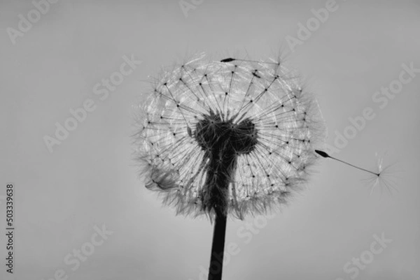 Obraz mniszek lekarski w B&W