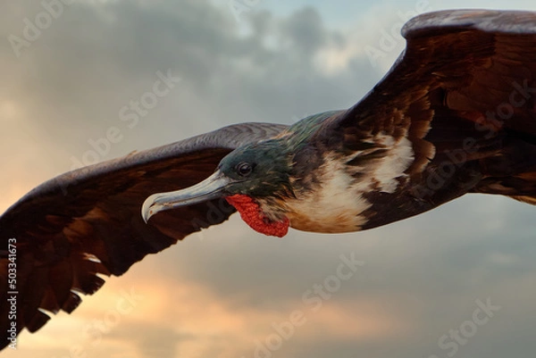 Obraz Great Frigatebird in flight