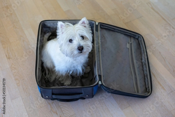 Fototapeta West Highland White Terrier sits in a travel bag. A white dog in a suitcase