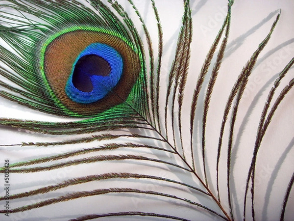 Fototapeta Peacock feather.