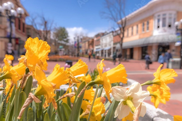 Fototapeta Famous Pearl street Mall touristic area with beautiful yellow daffodils on full bloom on a sunny spring day.
