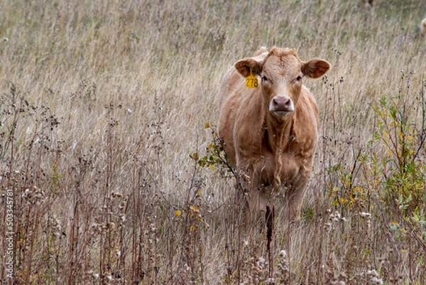 Fototapeta Jersey calf in southeastern Saskatchewan, Canada.