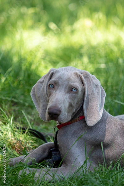 Fototapeta braque de weimar