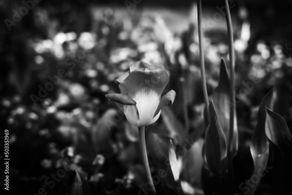 Obraz flower in the garden