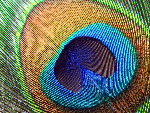 Fototapeta Peacock eye.