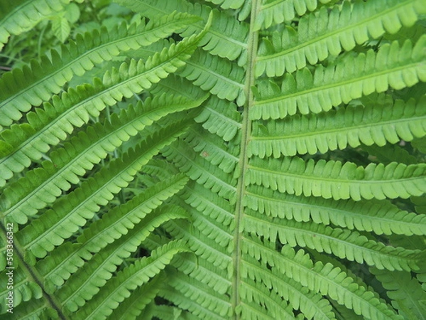 Obraz Forest Fern