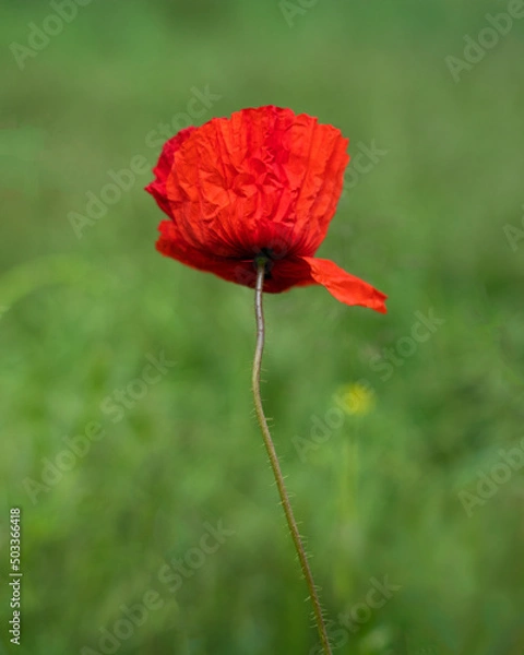Obraz Beautiful common poppy flower on green background 1
