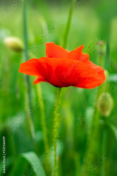 Obraz Beautiful common poppy flower on green background