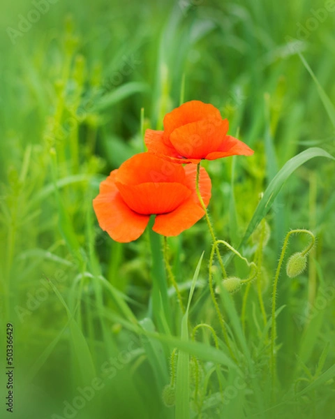 Obraz common poppy flower on green background