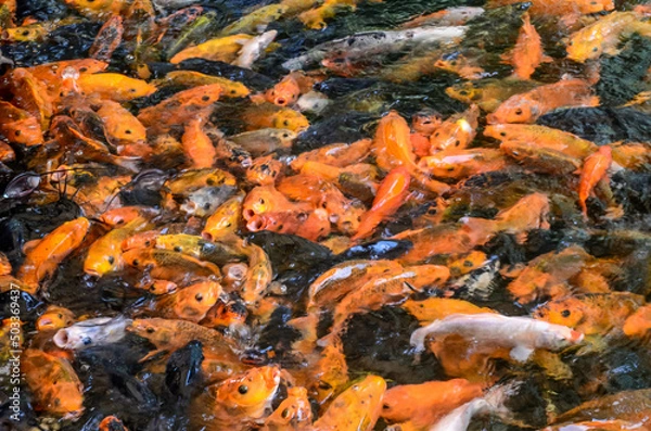 Fototapeta fish pond