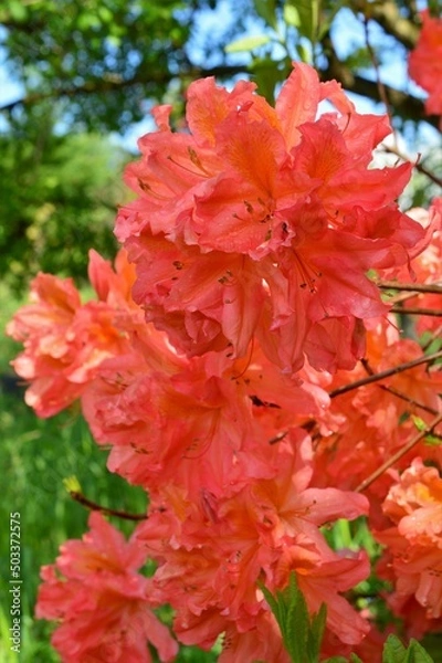 Obraz ヤマツツジ（山躑躅）学名：Rhododendron kaempferi