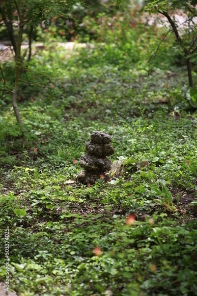 Obraz stump in the forest
