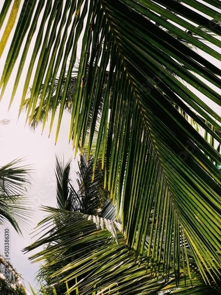 Obraz palm tree beach ocean view background