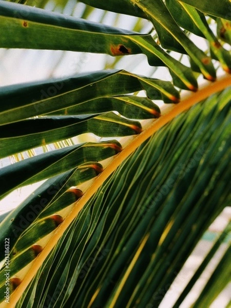 Obraz palm tree leaf closeup view vacation background