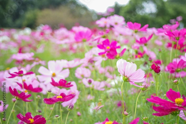 Fototapeta 色とりどりのコスモスが咲く秋の日のコスモス畑