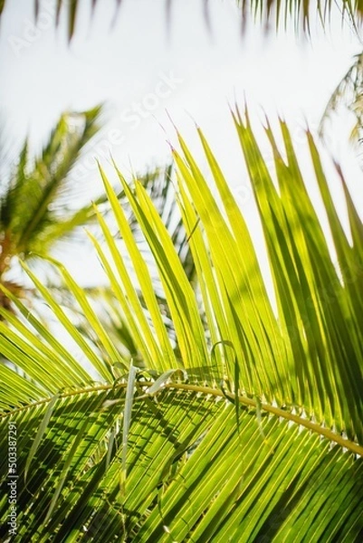 Obraz Palm tree leaf closeup beach background 