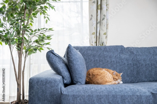 Obraz 日が差し込むリビングと寝ている猫