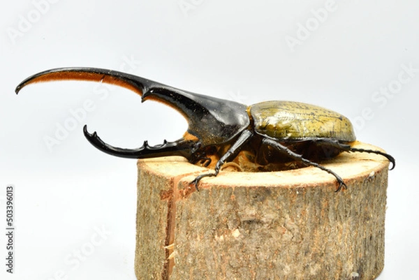 Obraz ヘラクレスオオカブト
