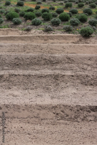 Fototapeta Vertical image of prepared sandy soil with low bushes in background