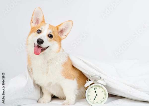 Fototapeta Corgi dog lying under the blanket in the bedroom next to the alarm clock