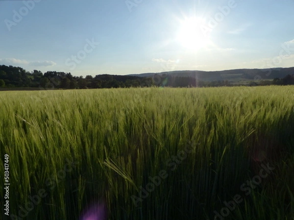 Obraz Feld im Wind