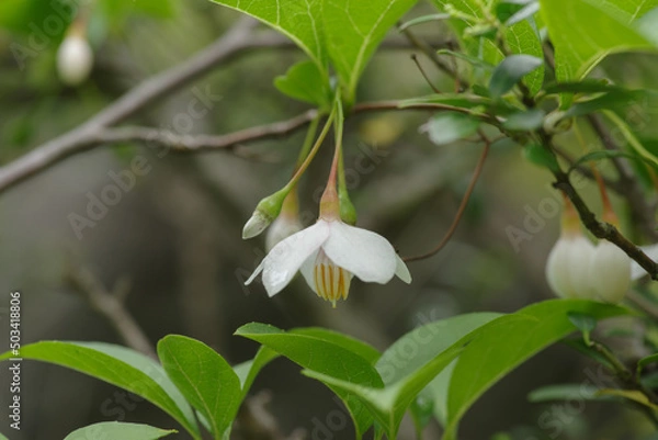 Obraz エゴノキの花