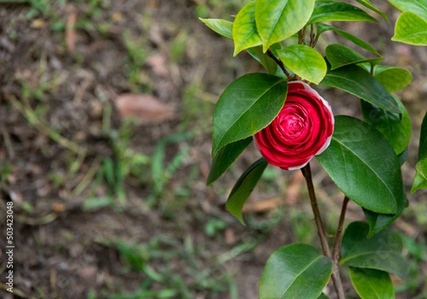 Obraz Beautiful red flower rose in full bloom with faded grunge effect