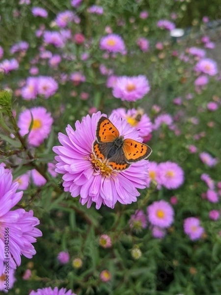 Obraz Kleiner Feuerfalter