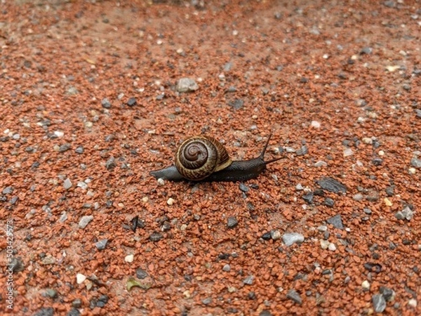 Obraz Schnecke mit Haus