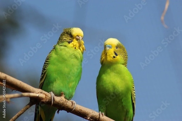 Obraz Wellensittiche - Budgies