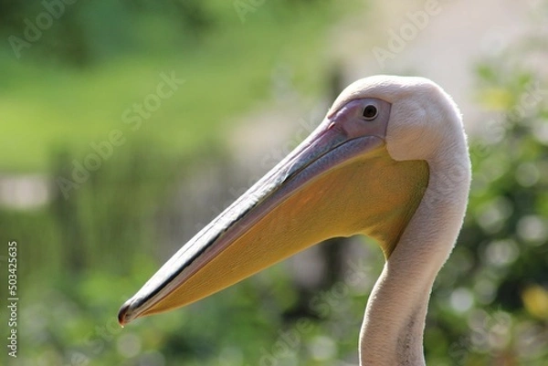 Obraz Pelikan - Pelican