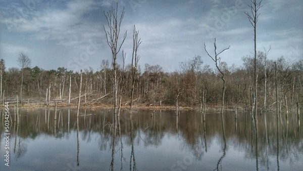 Obraz Abgestorbene Bäume - Dead trees