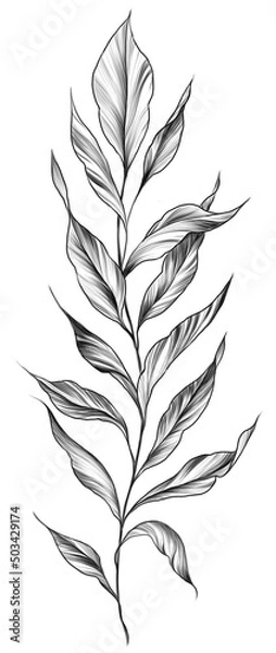 Obraz Pencil style drawith of a branch with leaves illustration