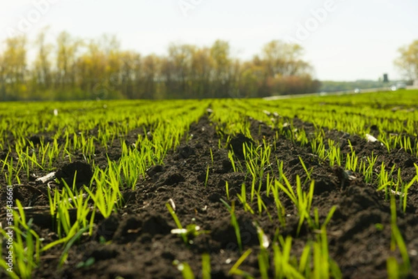 Fototapeta Future harvest 2022. Seedlings of winter wheat. The field is sown with grain crops.