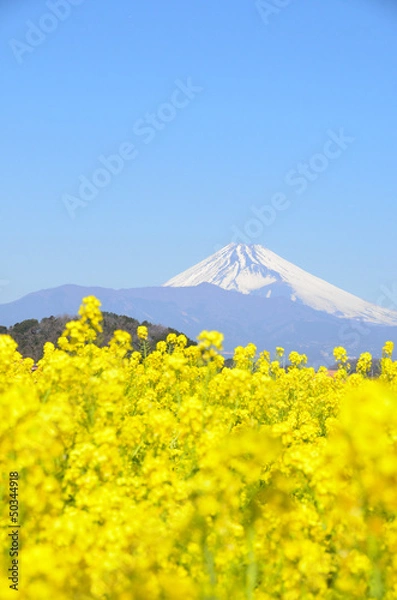 Obraz 菜の花畑と富士山