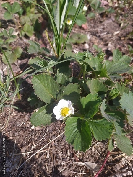 Fototapeta flower bed