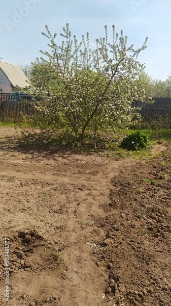 Fototapeta tree in the field