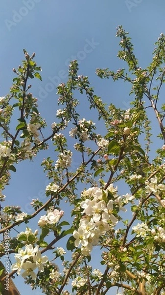 Fototapeta blossoming tree