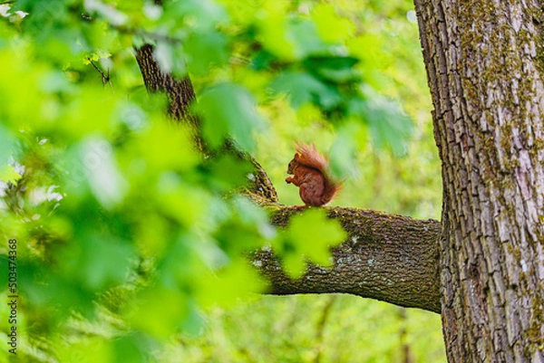 Fototapeta squirrel on a tree