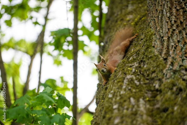 Fototapeta squirrel on tree