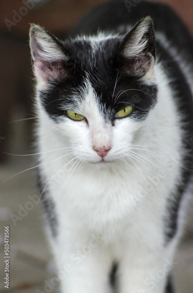 Obraz black and white cat portrait